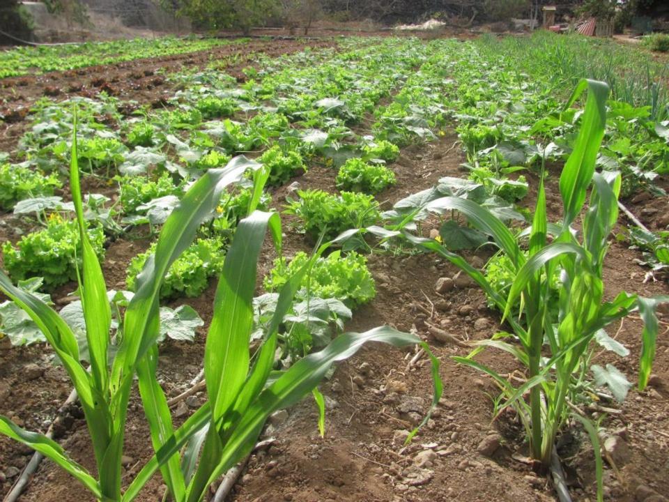 Casa Rural Finca Las Dulces Chío Εξωτερικό φωτογραφία