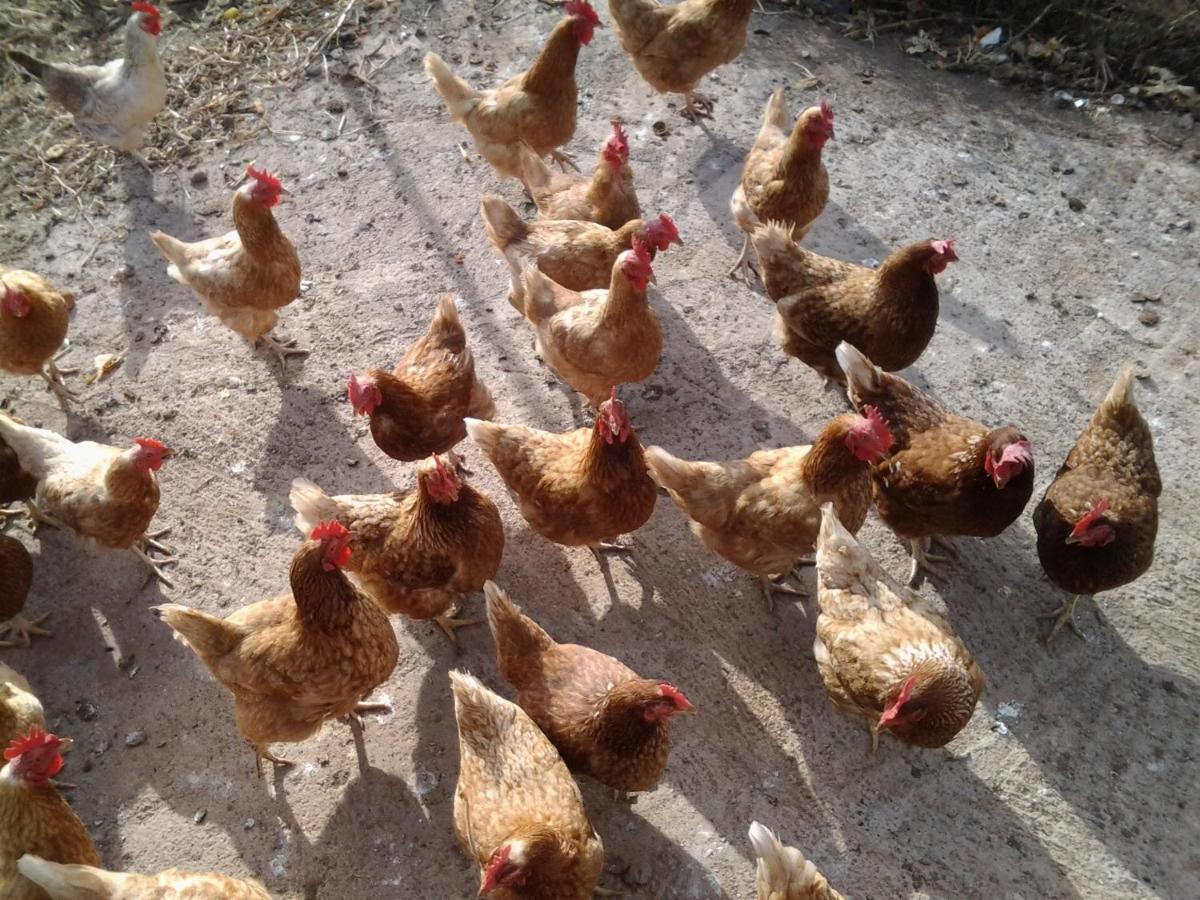 Casa Rural Finca Las Dulces Chío Εξωτερικό φωτογραφία